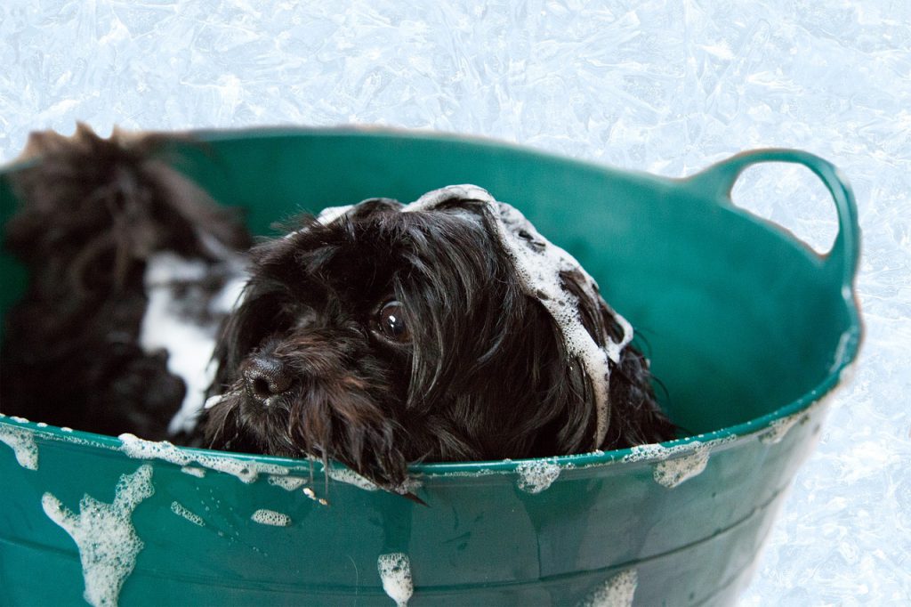 puppy, bath, foam-1022421.jpg